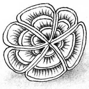 Drupe von Maria Thomas und Rick Roberts