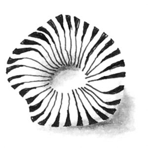 Zentangle Muster Pepper